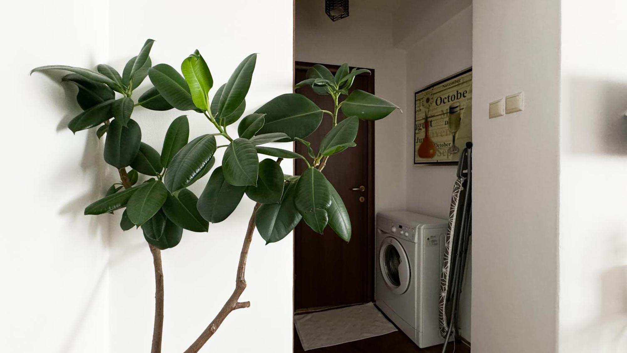 Victoria Avenue Apartments ブカレスト エクステリア 写真